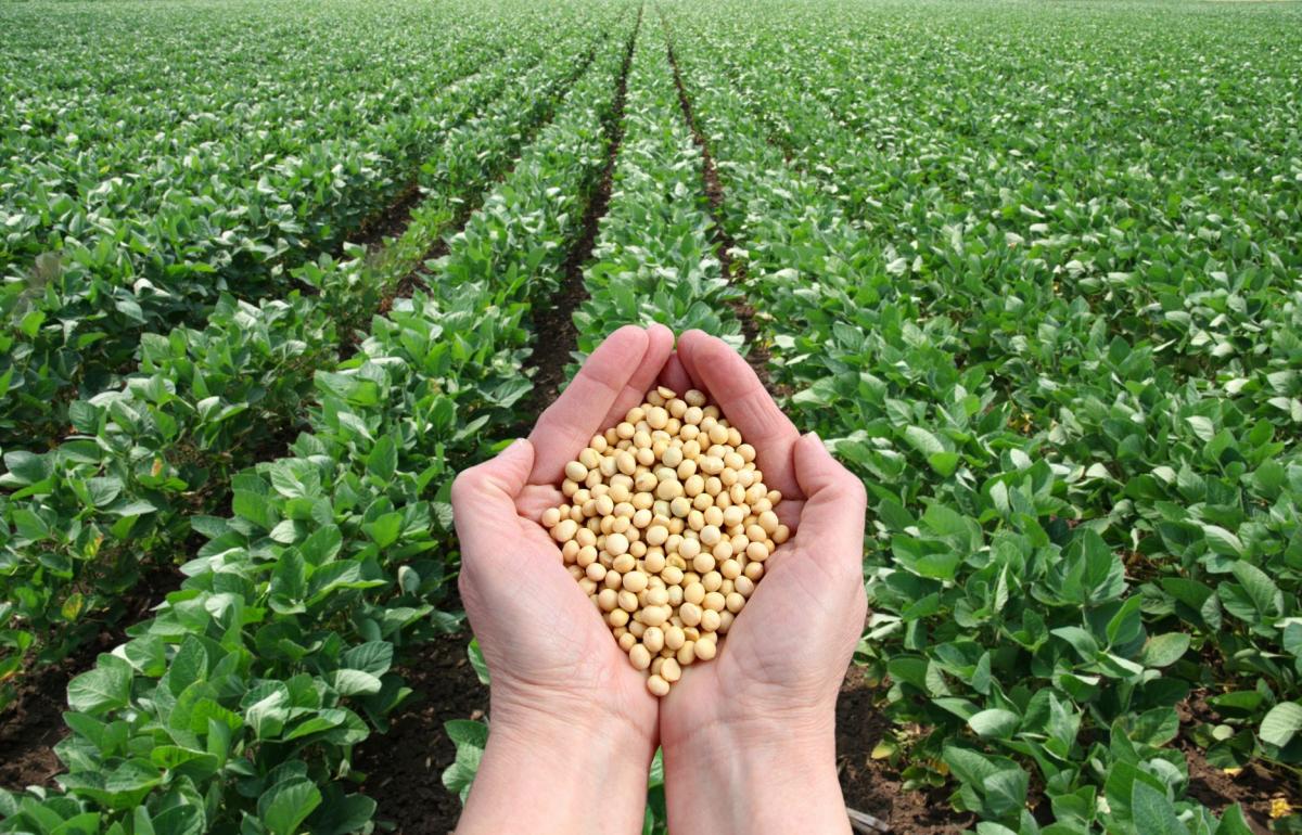 soybean hero